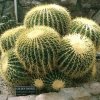 echinocactus_grusonii_1